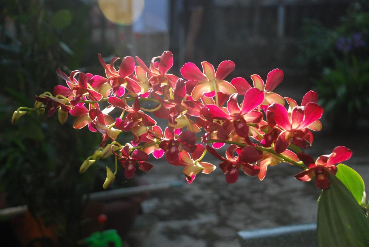 Villa Orchid Garden Riverside هوي ان المظهر الخارجي الصورة