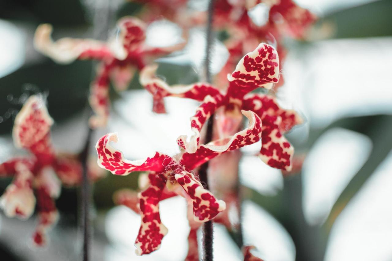 Villa Orchid Garden Riverside هوي ان المظهر الخارجي الصورة