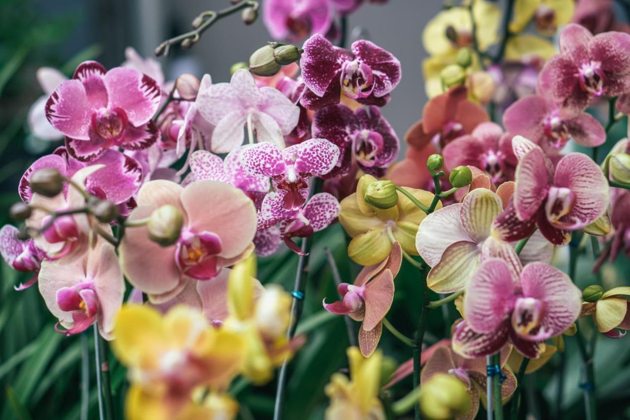 Villa Orchid Garden Riverside هوي ان المظهر الخارجي الصورة