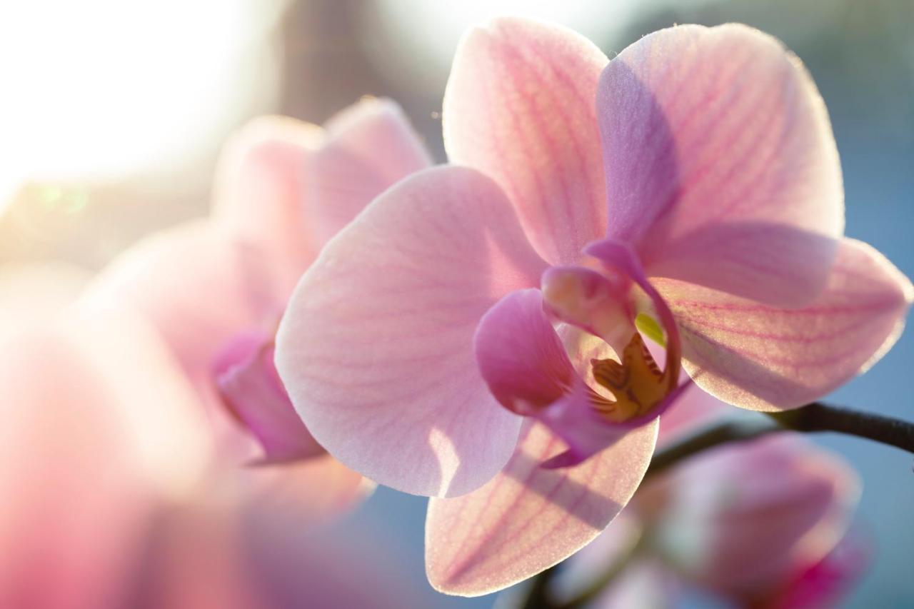Villa Orchid Garden Riverside هوي ان المظهر الخارجي الصورة